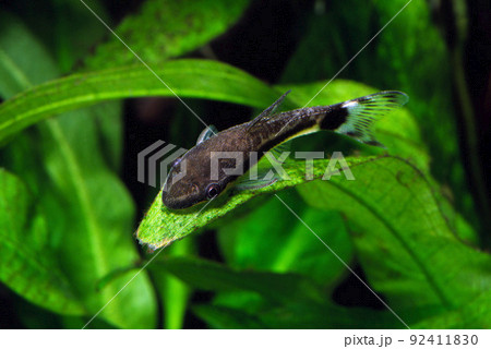 オトシンクルス　ナマズの仲間　アクアリウム 92411830