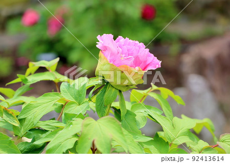 ボタンの花 92413614