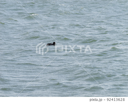 真昼の湖で、強い波の上を泳ぐオオバン 92413628