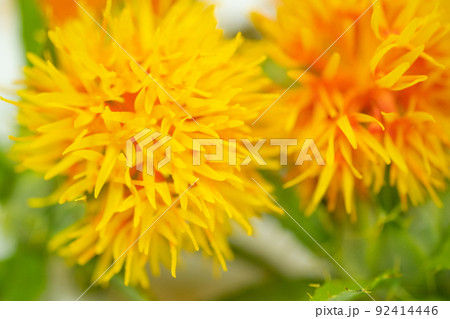 紅花のイメージ 92414446