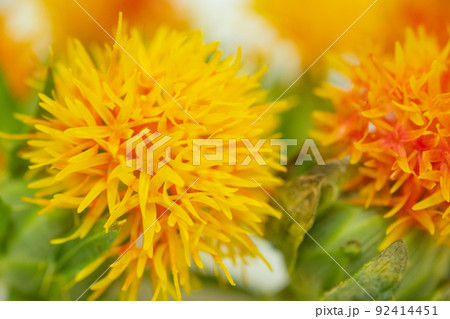 紅花のイメージ 紅花のイメージ 92414451