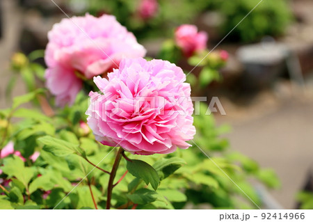 ボタンの花 92414966