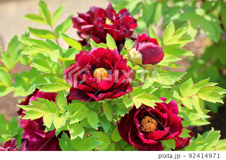 ボタンの花 ボタンの花 92414971