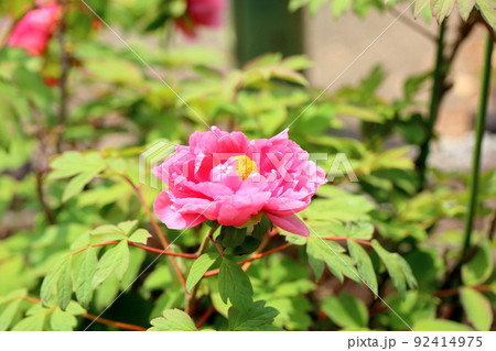 ボタンの花 ボタンの花 92414975