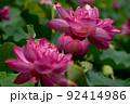 大賀蓮の花 92414986