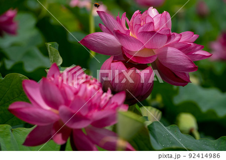 大賀蓮の花 92414986