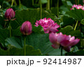 大賀蓮の花 92414987