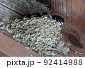 梁に作られた3匹の雛のいるツバメの巣 92414988