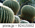 サボテン仙人掌の群れ 92415002