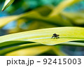 葉に止まるアブ 92415003