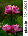 3つ連なった大賀蓮の花 92415005