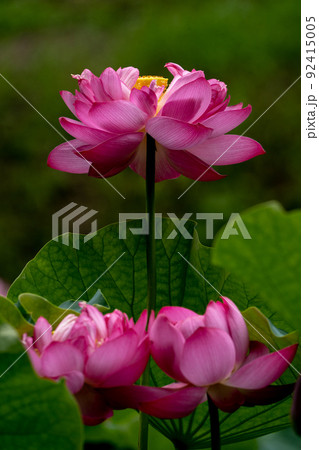3つ連なった大賀蓮の花 92415005