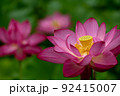 大賀蓮の花 92415007