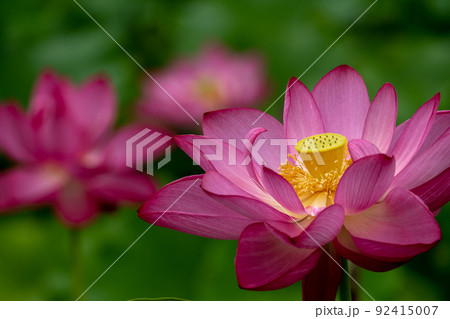 大賀蓮の花 92415007