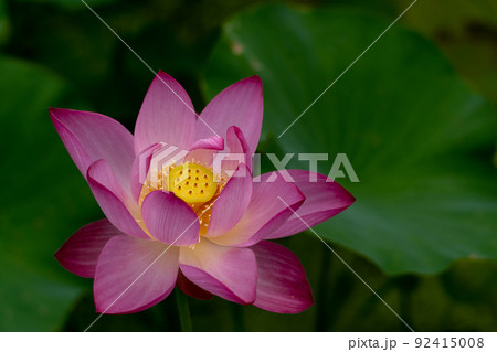 大賀蓮の花 92415008