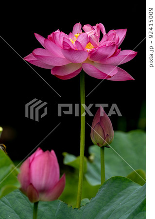 大賀蓮の花 92415009