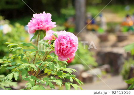 ボタンの花 92415016