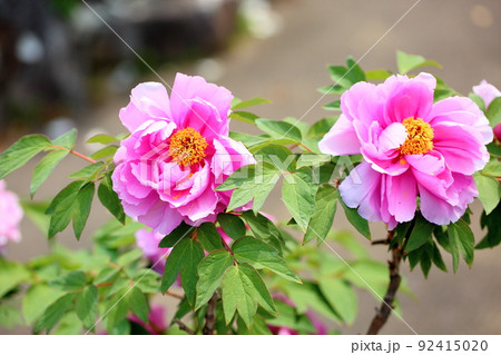 ボタンの花 ボタンの花 92415020