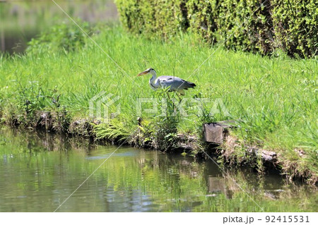 2021日本で一番幸せな町に選ばれた埼玉県鳩山町の農村公園大沼の緑か綺麗な岸辺でアオサギが魚を捕食 2021日本で一番幸せな町に選ばれた埼玉県鳩山町の農村公園大沼の緑か綺麗な岸辺でアオサギが魚を捕食 92415531