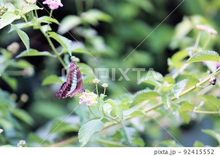 アオスジアゲハ 92415552