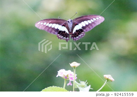 アオスジアゲハ 92415559