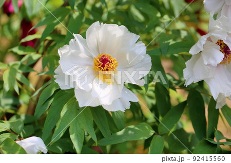 ボタンの花 92415560