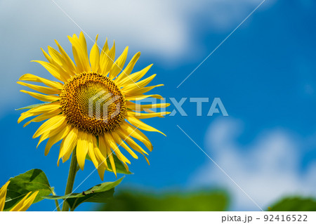 青空　ひまわり　夏　太陽　雲 92416522
