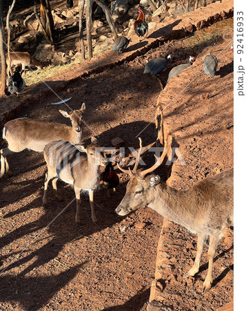 Guinea fowl walk among a herd of deer in a park among the trees 92416933