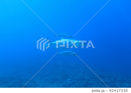 海で泳ぐ青物 92417330