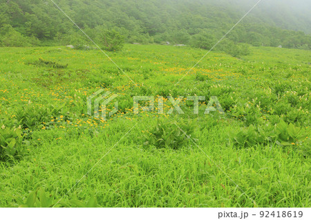 夏の千畳敷カール 満開の高山植物 夏の千畳敷カール 満開の高山植物 92418619