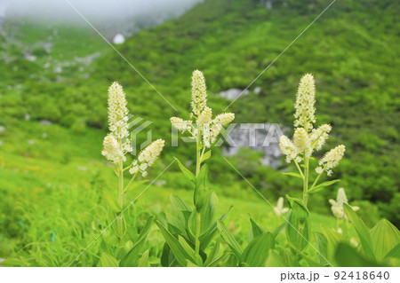 夏の千畳敷カール 満開の高山植物 92418640
