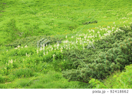 夏の千畳敷カール 満開の高山植物 夏の千畳敷カール 満開の高山植物 92418662