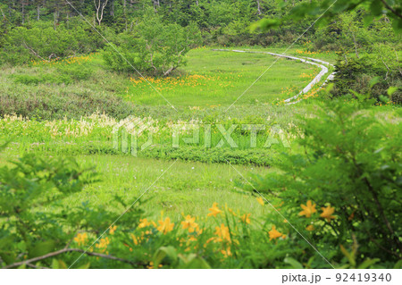 夏の栂池自然園 満開の高山植物 夏の栂池自然園 満開の高山植物 92419340