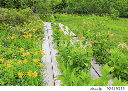 夏の栂池自然園　　満開の高山植物 92419356