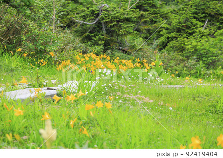 夏の栂池自然園 満開の高山植物 夏の栂池自然園 満開の高山植物 92419404