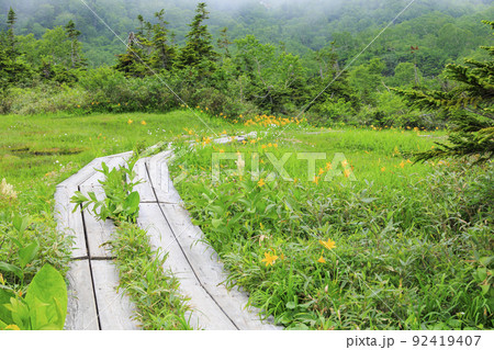 夏の栂池自然園　　満開の高山植物 92419407