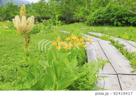 夏の栂池自然園 満開の高山植物 夏の栂池自然園 満開の高山植物 92419417