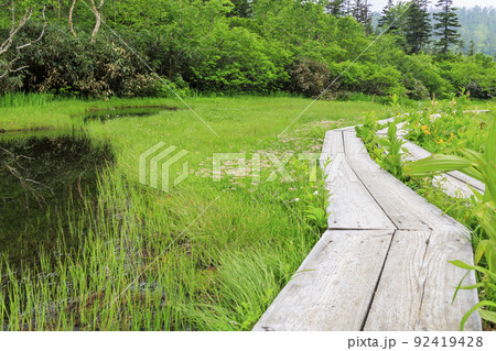 夏の栂池自然園 満開の高山植物 夏の栂池自然園 満開の高山植物 92419428