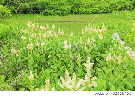 夏の栂池自然園　　満開の高山植物 92419450