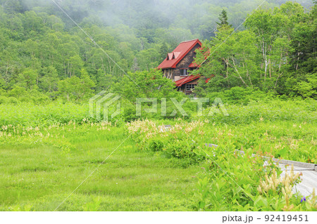 夏の栂池自然園　　満開の高山植物 92419451