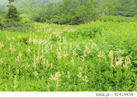 夏の栂池自然園 満開の高山植物 夏の栂池自然園 満開の高山植物 92419456