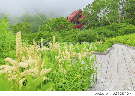 夏の栂池自然園 満開の高山植物 夏の栂池自然園 満開の高山植物 92419457
