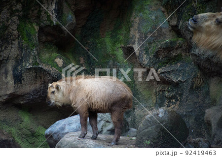 ゴールデンターキンの子供 ゴールデンターキンの子供 92419463