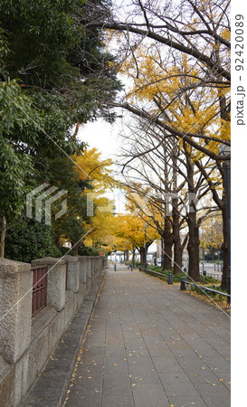横浜、神奈川県庁前の銀杏並木 横浜、神奈川県庁前の銀杏並木 92420089