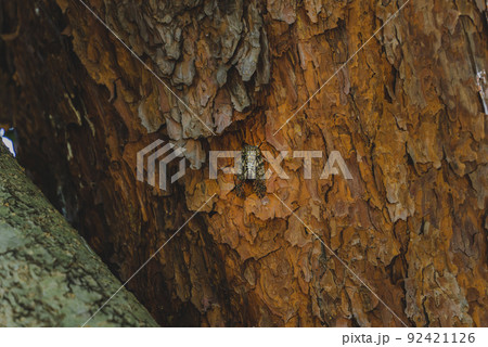 初夏の樹木にとまって鳴くニイニイゼミ 92421126