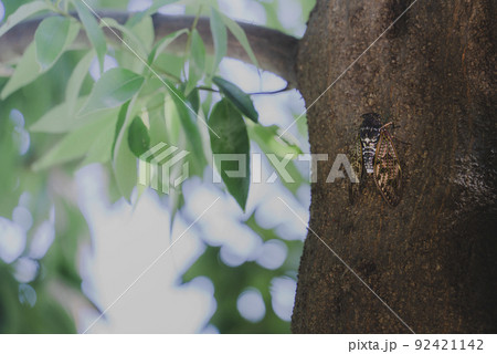 初夏の樹木にとまって鳴くアブラゼミ 92421142