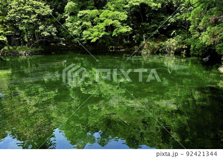 佐野市出流原町の湧水の弁天池 佐野市出流原町の湧水の弁天池 92421344