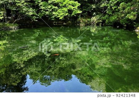 佐野市出流原町の湧水の弁天池 92421348