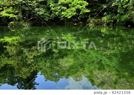 佐野市出流原町の湧水の弁天池 92421356