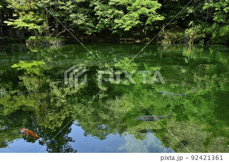 佐野市出流原町の湧水の弁天池 92421361